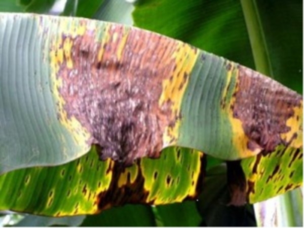 FAO targeting dreaded Black Sigatoka in Guyana, four other Caricom countries