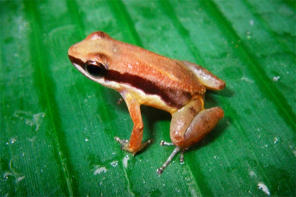 New poison dart frog discovered in ‘Lost World’ of Guyana