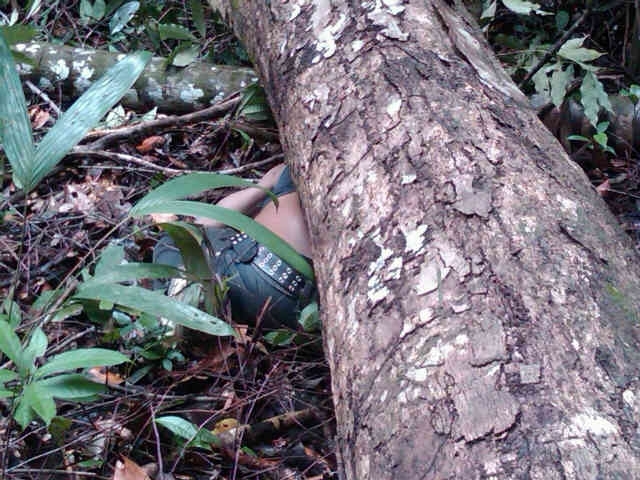 Tree crushes logger in Ituni