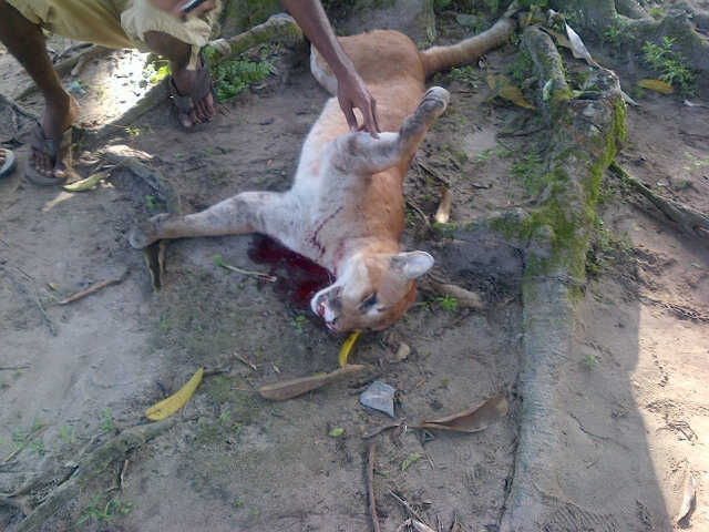 Puma shot dead in residential Bartica
