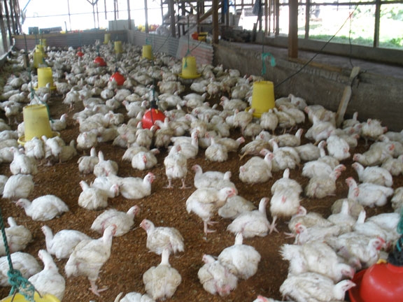 Govt OKs imported chicken to cope with shortage