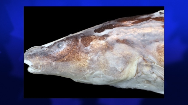 New type of electric fish found in ‘lost’ waters of South America