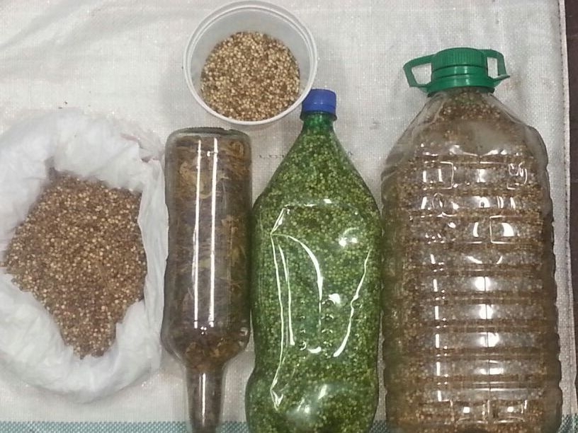 Two nabbed in connection with huge marijuana fields