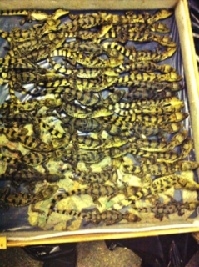 Dutch authorities confiscate shipments of caimans from Guyana