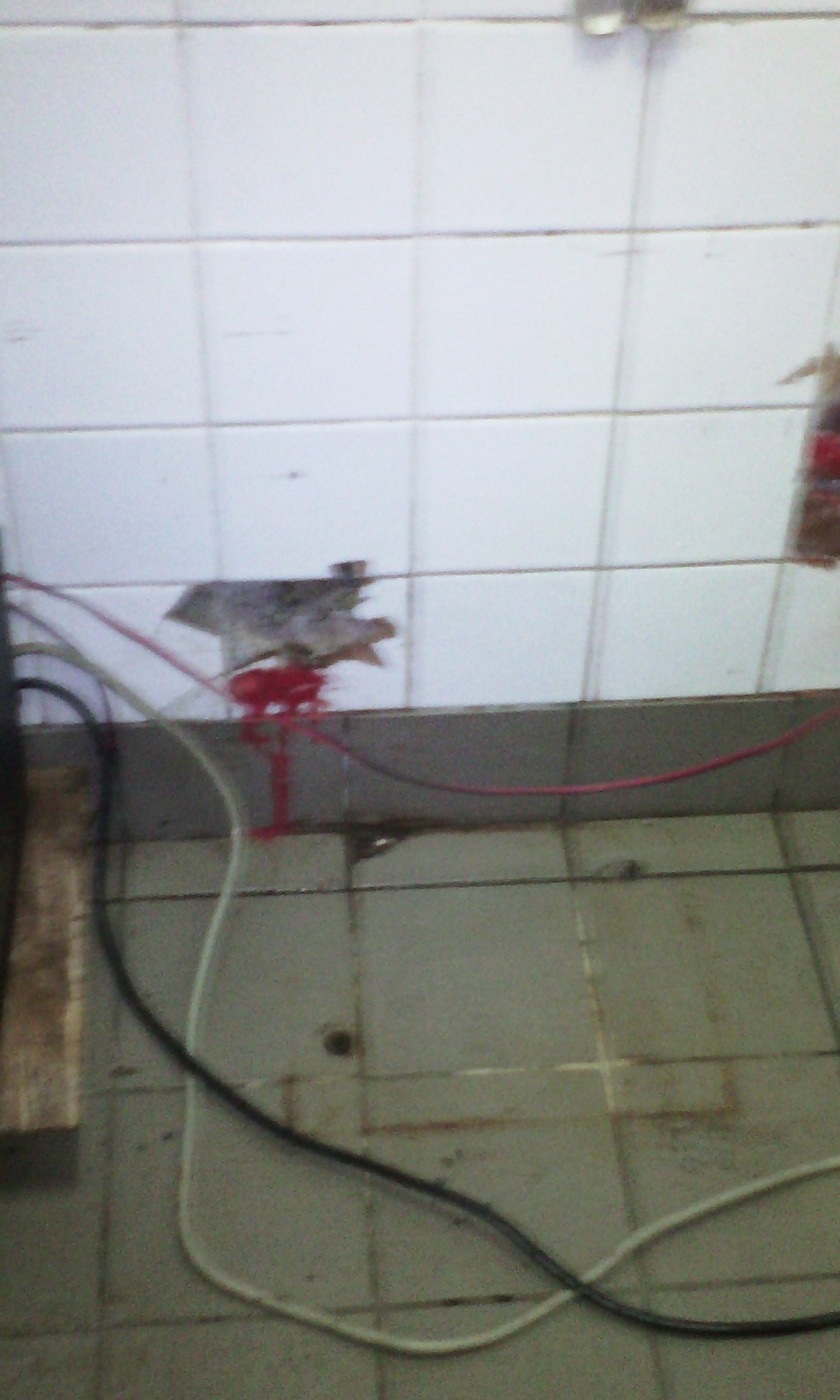 Thieves cart off KFC’s safe, video surveillance system