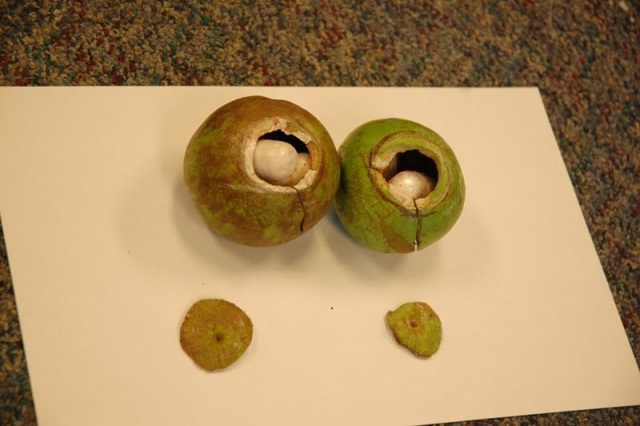 Govt gets thumbs up for fighting drug trade; DEA to target barons