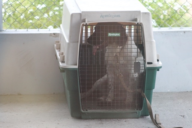 Sniffer dog helps intercept cocaine in American’s possession