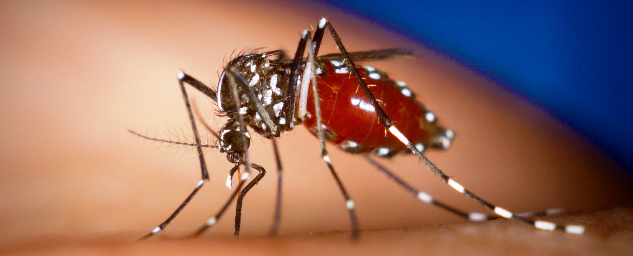 Chikungunya cases soar