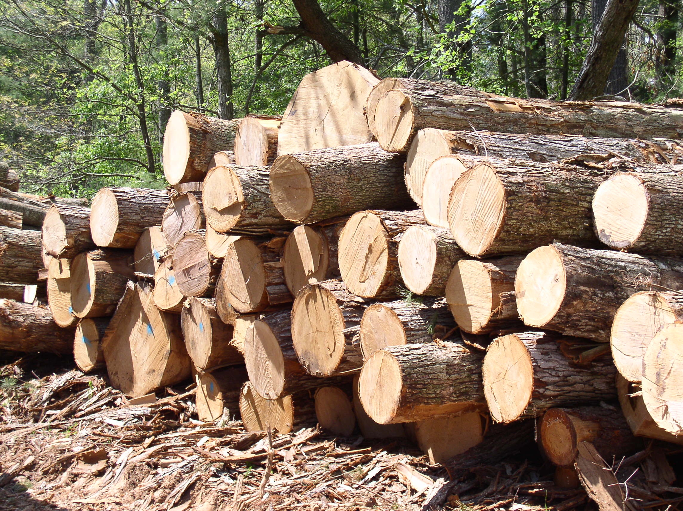 Ghana to import timber from Guyana