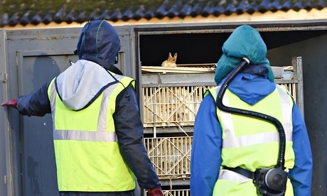 Antigua and Barbuda bans poultry from Britain, Holland