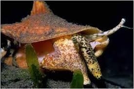 Caribbean News Desk: US authority rules in favour of Caribbean’ Queen Conch