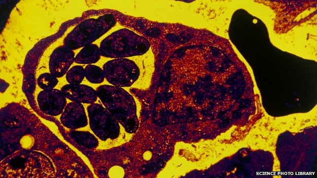 Breakthrough in malaria drug resistance