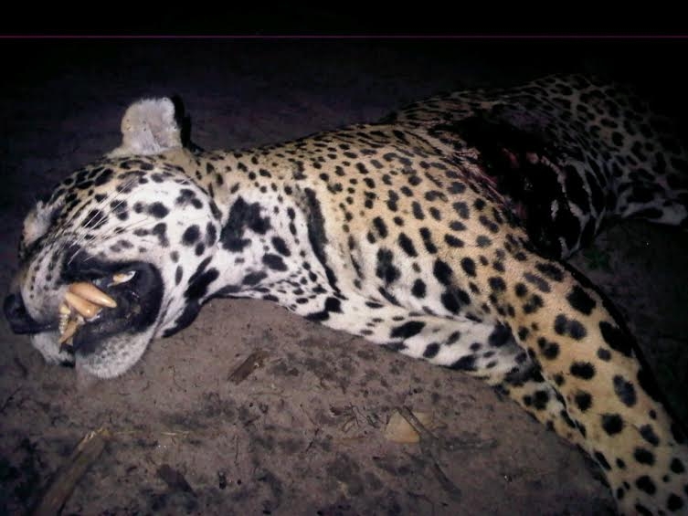 Deadly jaguar killed at Mashabo Village