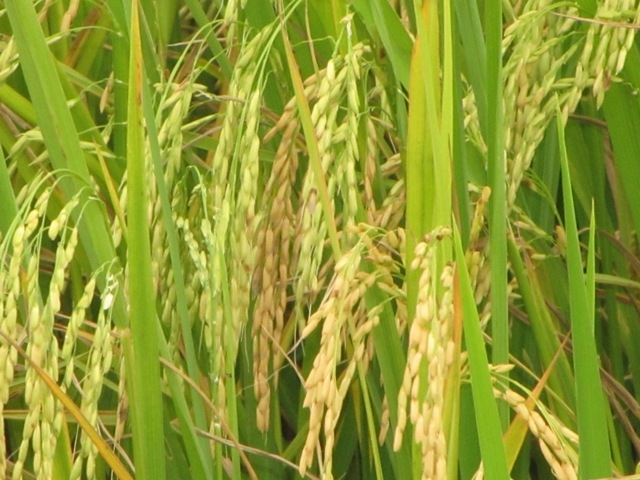 GDF satisfied nothing afoot following carbon powder in rice