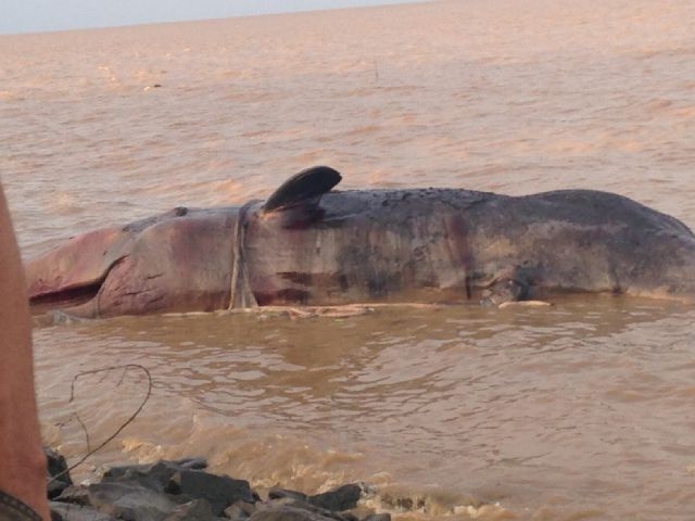 Decomposing whale washes up on Essequibo Coast; residents complain about stench