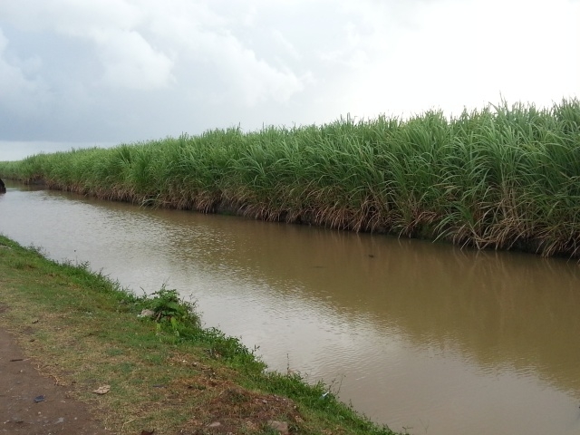 GuySuCo averts closure, receives US $2.7M from unpaid sugar sales