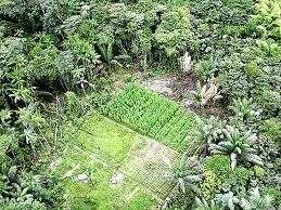 UWI plants first legal marijuana plant for medical research