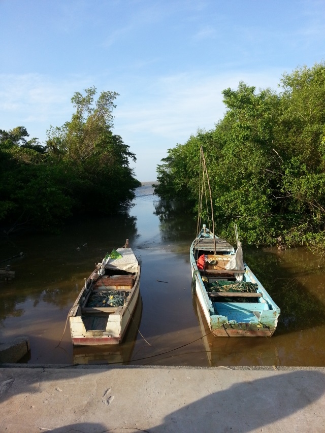 FEATURE: Protectors of the Mangroves, nature’s sea defence