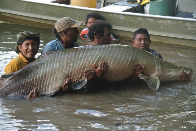 Arapaimas rescued from drought-affected pond