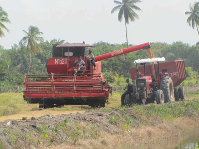 Rice farmers concerned over Guyanese rice soon to be on Belizean shelves