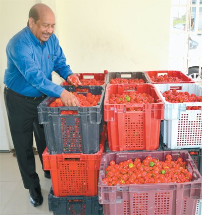 Guyana looks at T&T’s pepper success