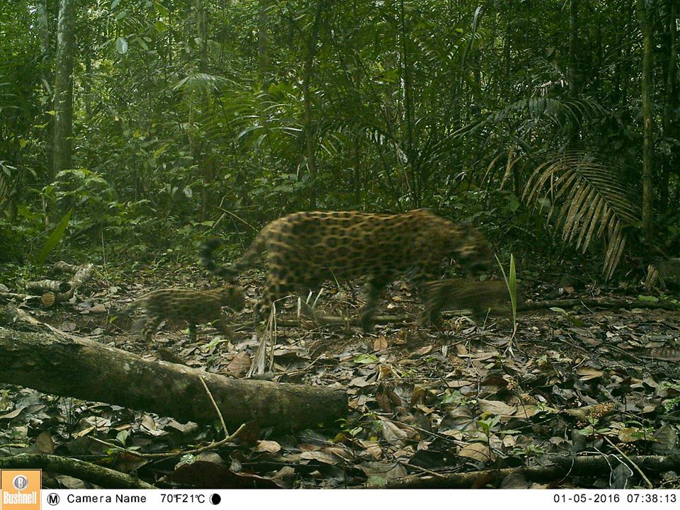 Camera captures rare photos of Jaguar and her cubs in Guyana