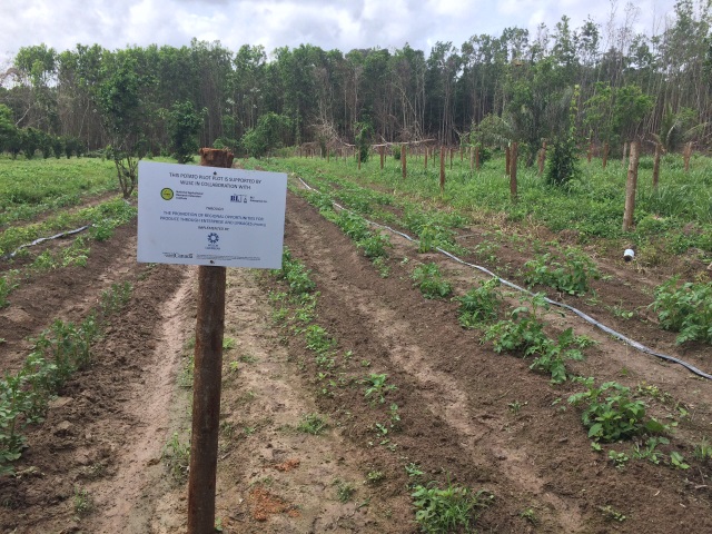 Guyana likely to produce Irish potatoes in commercial quantities