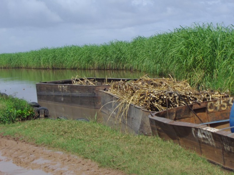 GAWU, NAACIE claims GuySuCo planning to shutdown LBI operations fully