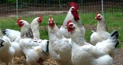 Guyana asks US university to help detect deadly poultry disease