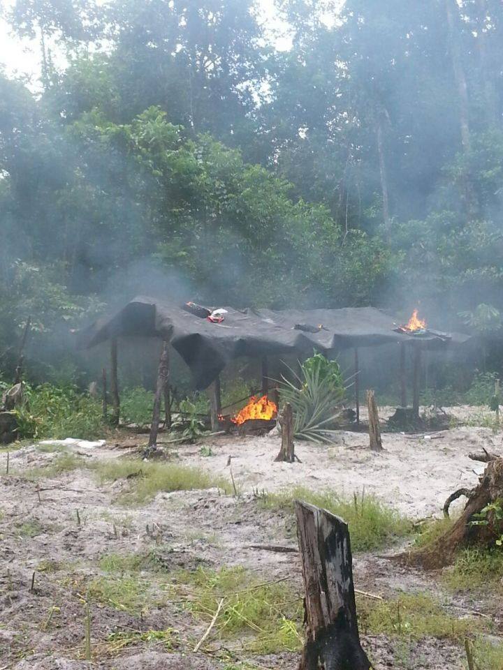 Trio to be charged for planting ganja; several acres of plants destroyed