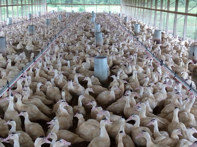 Trinidad to amend legislation to allow importation of Surinamese duck meat