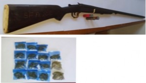 The hhotgun, three cartridges and marijuana that police said they found at Omai Landing, Region 8.