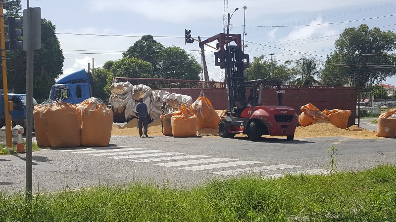 One critical after paddy, cattle trucks collide
