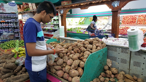 Golden opportunity for investment in the sweet potato value chain