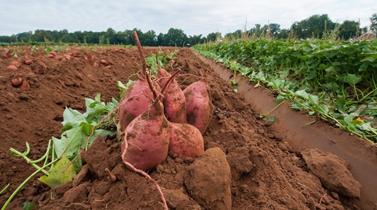 Golden opportunity for investment in the sweet potato value chain