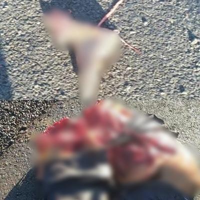 Guyanese woman killed in gruesome accident in Bon Fim, Brazil