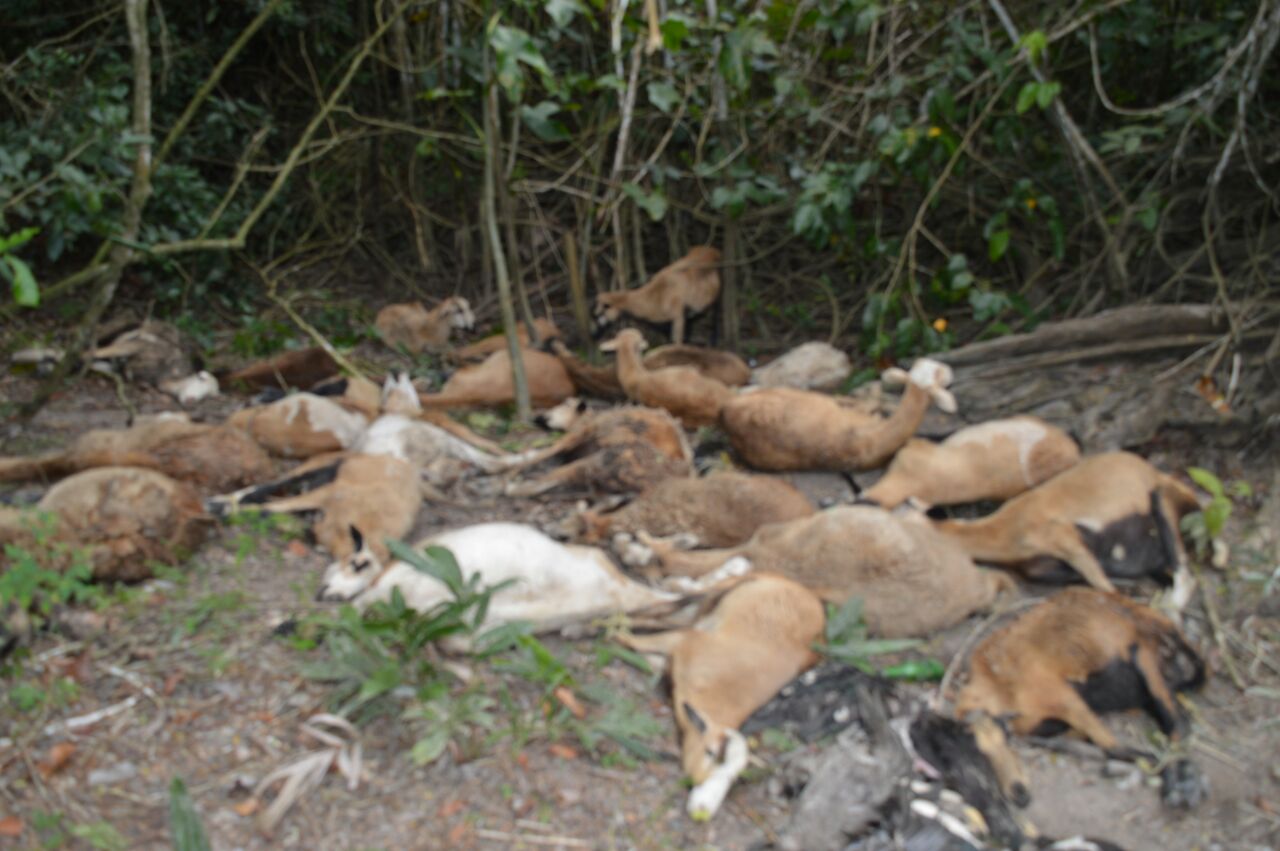 Bandits shot dead; guns, ammo, stolen animals, other items recovered