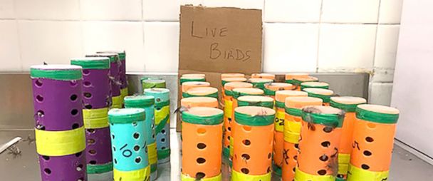 Two arrested at JFK Airport for smuggling birds from Guyana