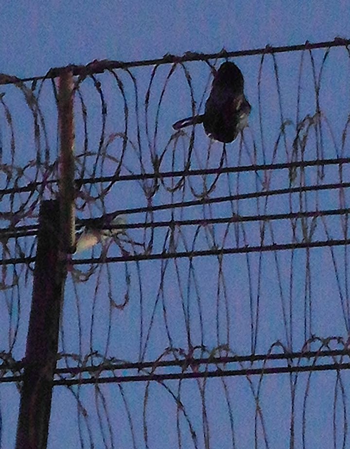 Policeman caught tossing cigarettes, cellphone over Lusignan Prison fence