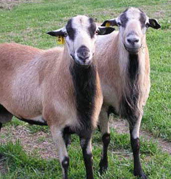 Barbados wants to rear Blackbelly sheep in Guyana, Suriname