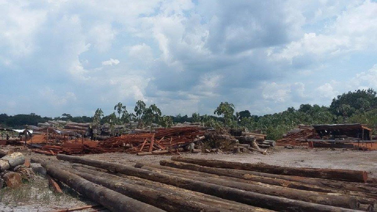 FAO funds feasibility study for Consolidated Log Yard to sell “legally produced timber”