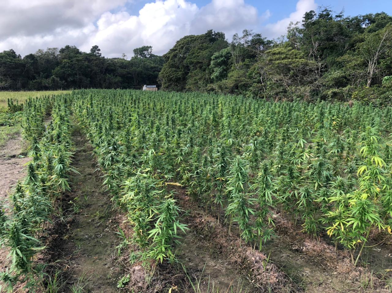 12 acres of marijuana destroyed