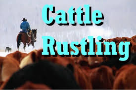 Achiwib Village Council arrests suspected cattle rustlers