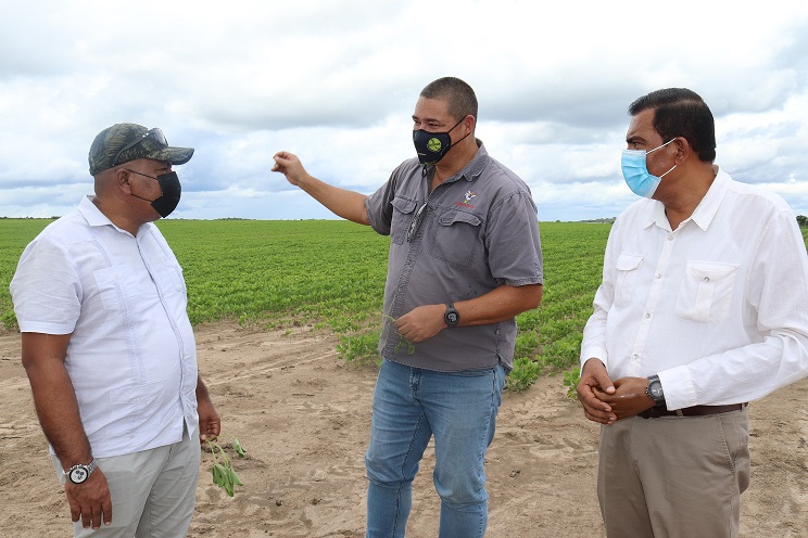 Corn, soya bean trial showing positive results ahead of September reaping period
