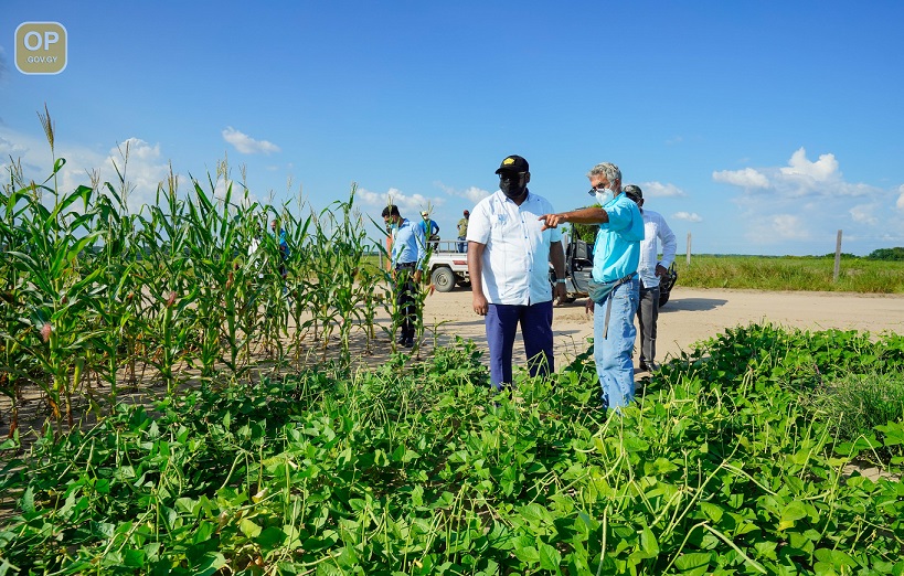 President banking on corn, soya bean to diversify GUYSUCO