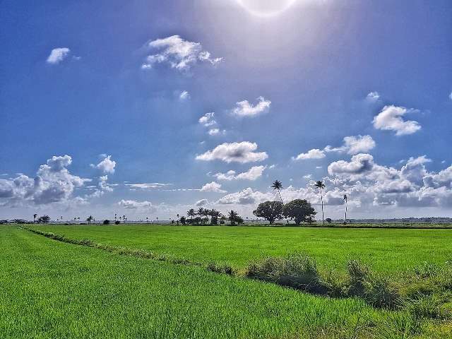 Rice Producers Association wants government to approve importation of foreign workers