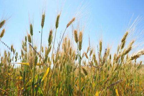 Brazil assisting Guyana with large scale wheat production