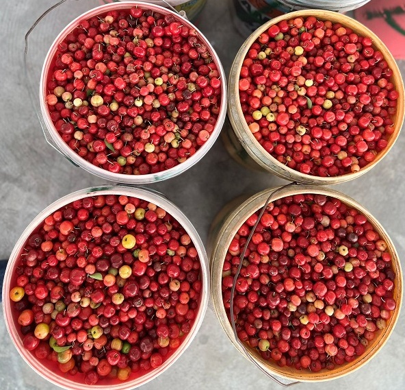 FAO assisting Guyana to increase cherry production