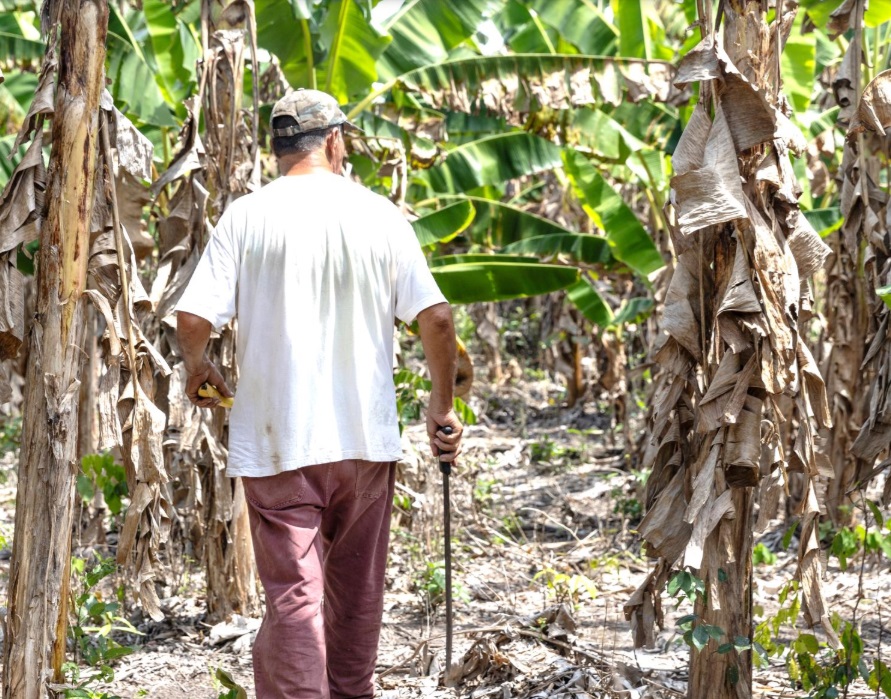 Despite modest improvements 3 million people in English-, Dutch-speaking Caribbean still face food insecurity