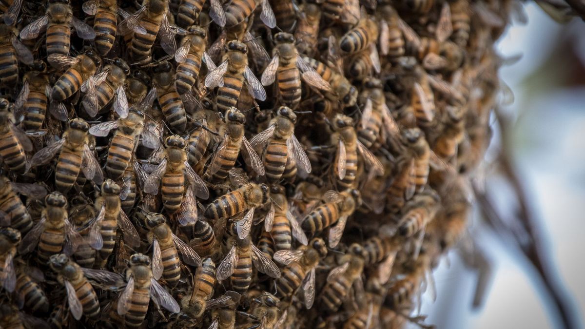 Bees kill Mahaicony pensioner